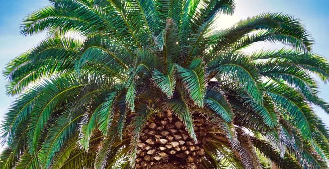 Palm Trimming & Palm Removal