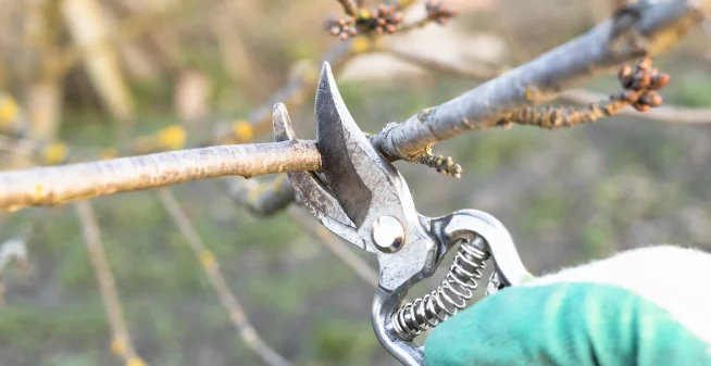 Tree Pruning