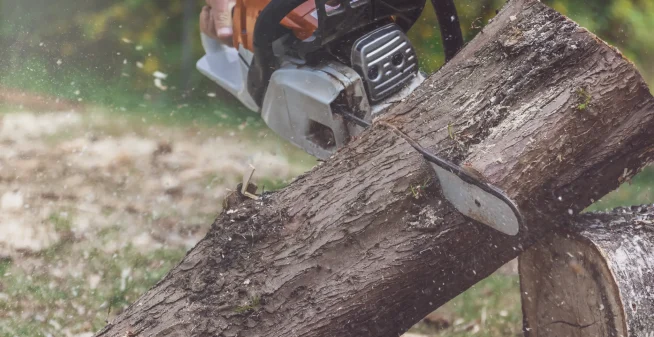 Tree Removal