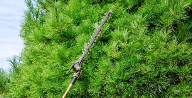Tree Trimming